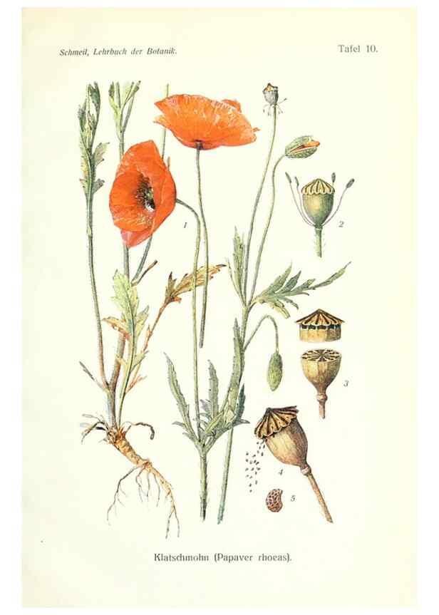 Reproducción/Reproduction 8071698963: Lehrbuch der Botanik;. LeipzigQuelle & Meyer1911