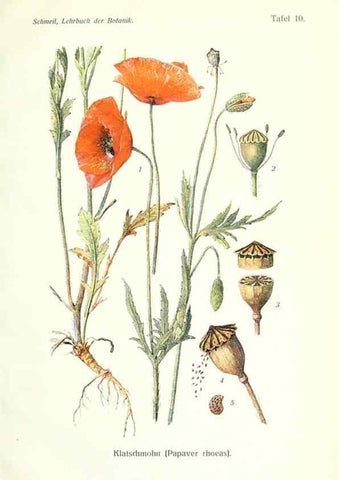 Reproducción/Reproduction 8071698963: Lehrbuch der Botanik;. LeipzigQuelle & Meyer1911