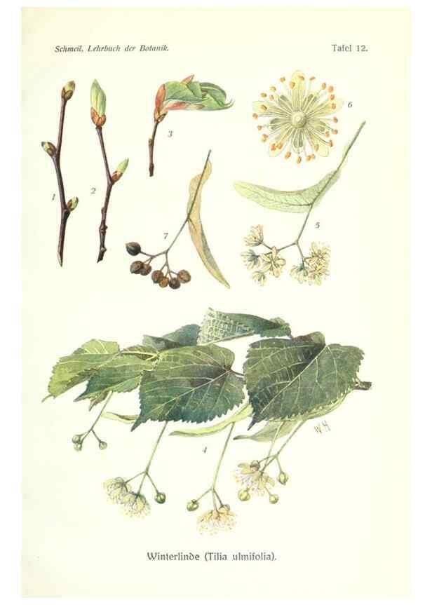 Reproducción/Reproduction 8071694594: Lehrbuch der Botanik;. LeipzigQuelle & Meyer1911