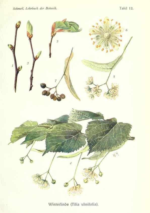 Reproducción/Reproduction 8071694594: Lehrbuch der Botanik;. LeipzigQuelle & Meyer1911