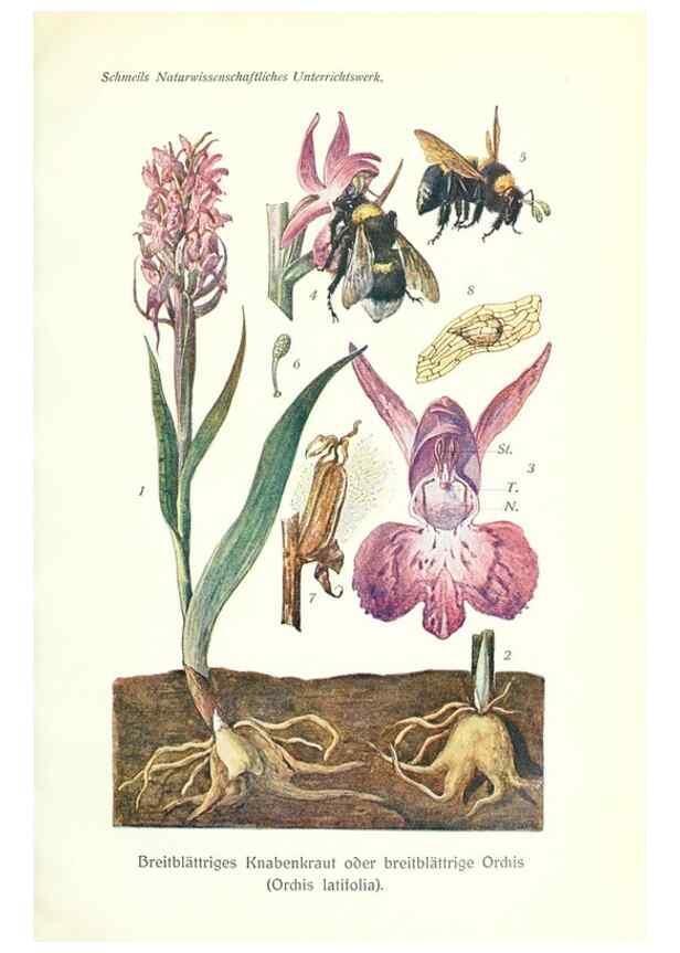 Reproducción/Reproduction 8071719265: Lehrbuch der Botanik;. LeipzigQuelle & Meyer1911