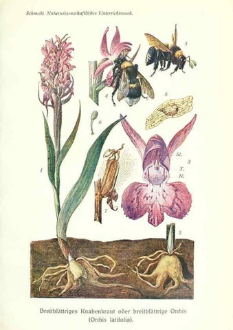 Reproducción/Reproduction 8071719265: Lehrbuch der Botanik;. LeipzigQuelle & Meyer1911