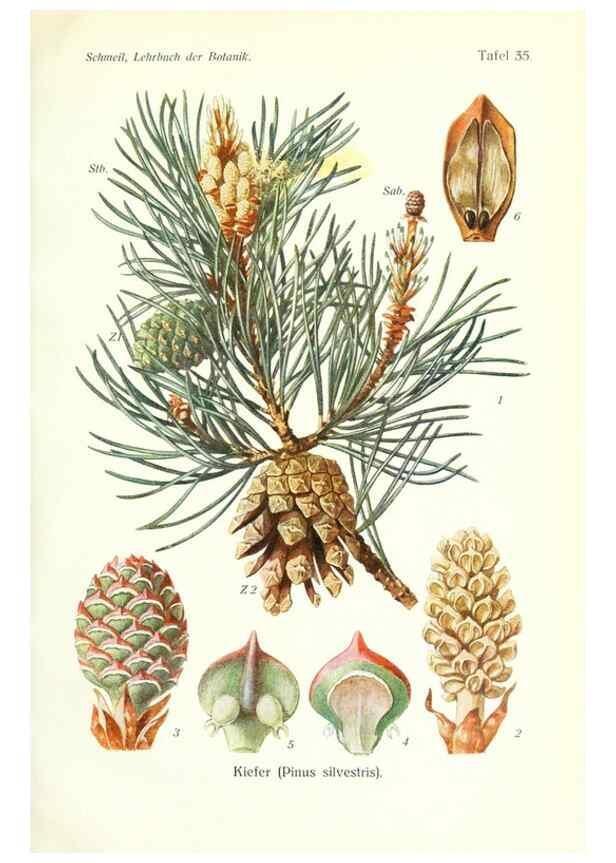Reproducción/Reproduction 8071720123: Lehrbuch der Botanik;. LeipzigQuelle & Meyer1911