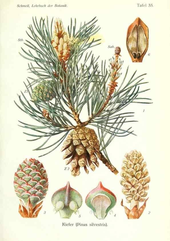 Reproducción/Reproduction 8071720123: Lehrbuch der Botanik;. LeipzigQuelle & Meyer1911