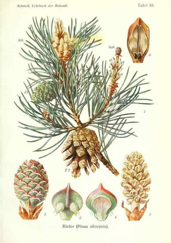 Reproducción/Reproduction 8071720123: Lehrbuch der Botanik;. LeipzigQuelle & Meyer1911