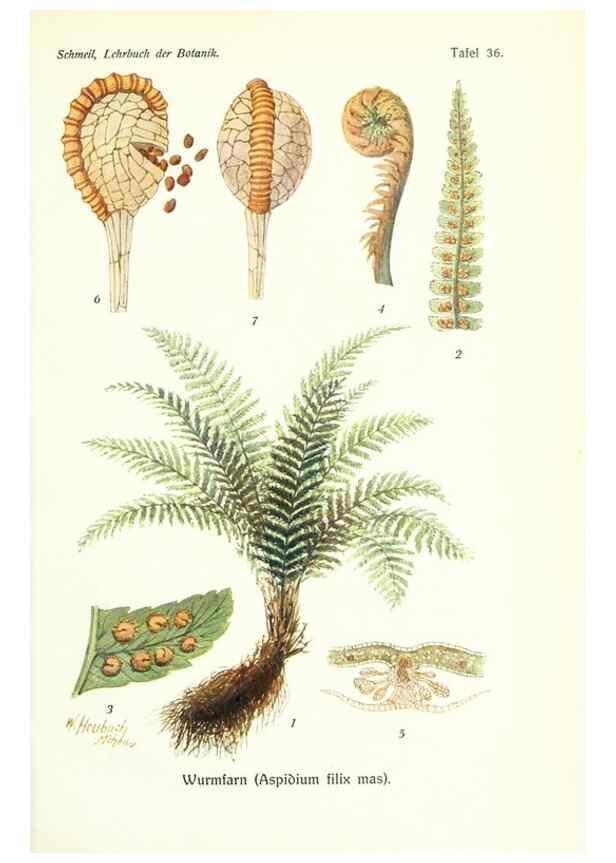Reproducción/Reproduction 8071721203: Lehrbuch der Botanik;. LeipzigQuelle & Meyer1911