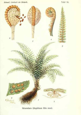 Reproducción/Reproduction 8071721203: Lehrbuch der Botanik;. LeipzigQuelle & Meyer1911