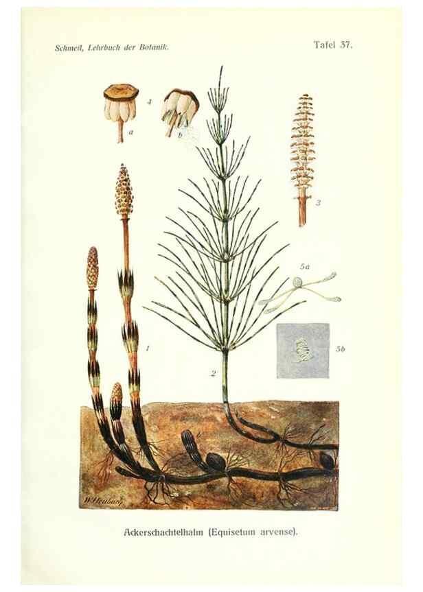 Reproducción/Reproduction 8071716338: Lehrbuch der Botanik;. LeipzigQuelle & Meyer1911