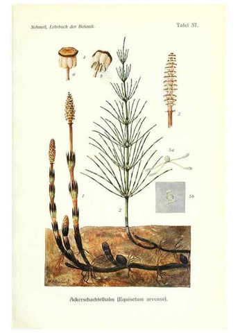 Reproducción/Reproduction 8071716338: Lehrbuch der Botanik;. LeipzigQuelle & Meyer1911