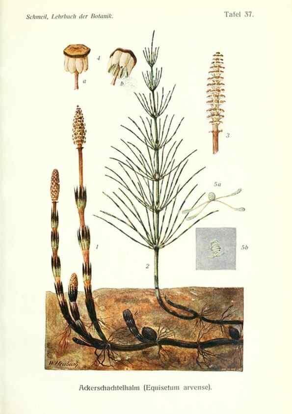 Reproducción/Reproduction 8071716338: Lehrbuch der Botanik;. LeipzigQuelle & Meyer1911
