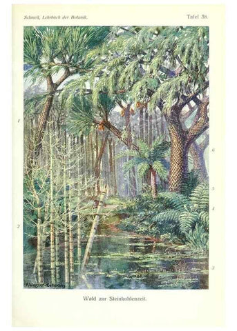Reproducción/Reproduction 8071723349: Lehrbuch der Botanik;. LeipzigQuelle & Meyer1911