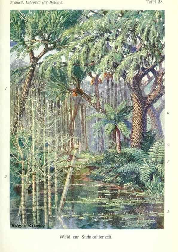 Reproducción/Reproduction 8071723349: Lehrbuch der Botanik;. LeipzigQuelle & Meyer1911