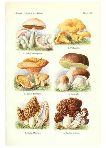Reproducción/Reproduction 8071724247: Lehrbuch der Botanik;. LeipzigQuelle & Meyer1911