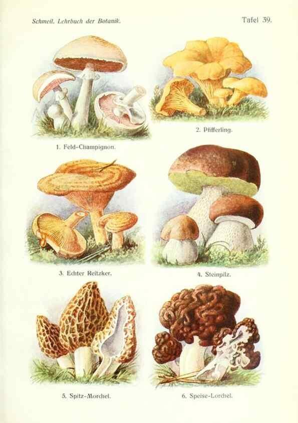 Reproducción/Reproduction 8071724247: Lehrbuch der Botanik;. LeipzigQuelle & Meyer1911