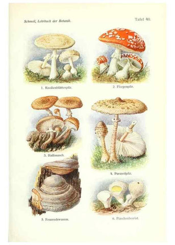 Reproducción/Reproduction 8071719400: Lehrbuch der Botanik;. LeipzigQuelle & Meyer1911