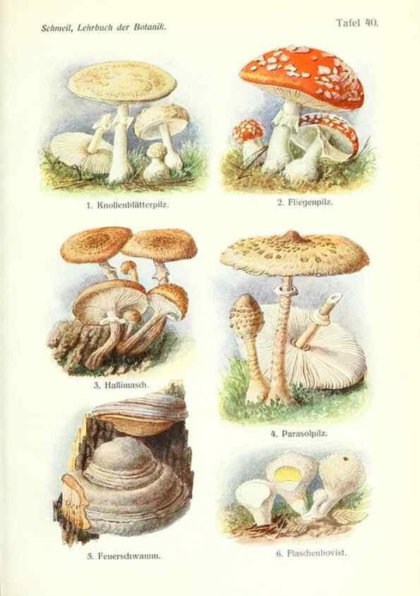 Reproducción/Reproduction 8071719400: Lehrbuch der Botanik;. LeipzigQuelle & Meyer1911