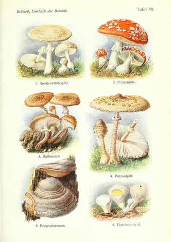 Reproducción/Reproduction 8071719400: Lehrbuch der Botanik;. LeipzigQuelle & Meyer1911