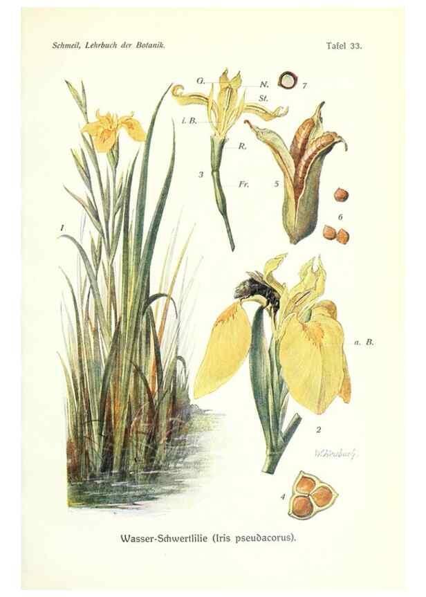 Reproducción/Reproduction 8071718397: Lehrbuch der Botanik;. LeipzigQuelle & Meyer1911