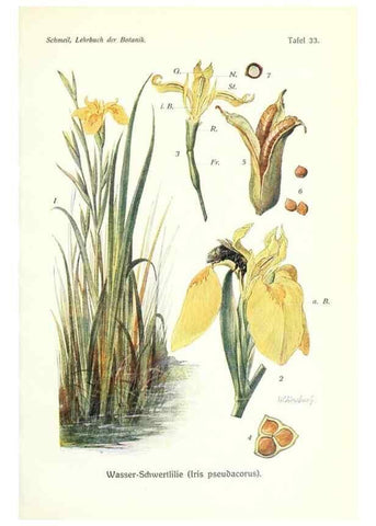 Reproducción/Reproduction 8071718397: Lehrbuch der Botanik;. LeipzigQuelle & Meyer1911