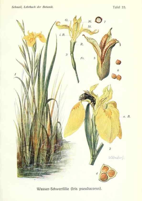 Reproducción/Reproduction 8071718397: Lehrbuch der Botanik;. LeipzigQuelle & Meyer1911