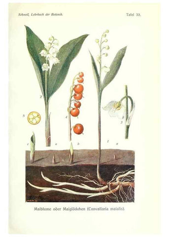 Reproducción/Reproduction 8071717435: Lehrbuch der Botanik;. LeipzigQuelle & Meyer1911