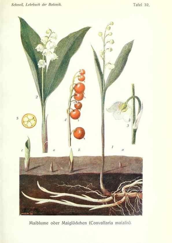 Reproducción/Reproduction 8071717435: Lehrbuch der Botanik;. LeipzigQuelle & Meyer1911