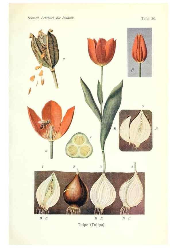Reproducción/Reproduction 8071715709: Lehrbuch der Botanik;. LeipzigQuelle & Meyer1911