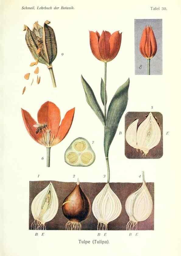 Reproducción/Reproduction 8071715709: Lehrbuch der Botanik;. LeipzigQuelle & Meyer1911
