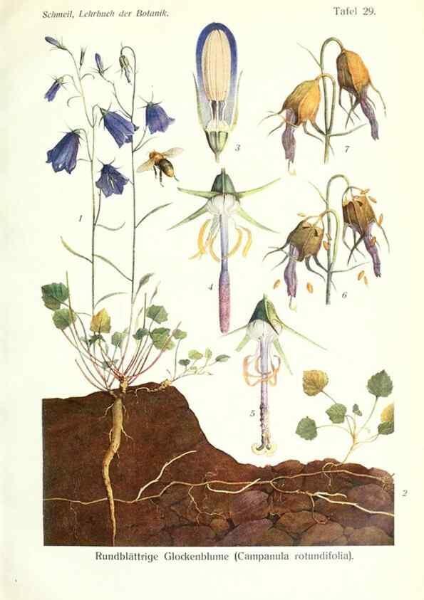 Reproducción/Reproduction 8071714909: Lehrbuch der Botanik;. LeipzigQuelle & Meyer1911