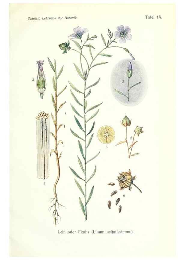 Reproducción/Reproduction 8071702017: Lehrbuch der Botanik;. LeipzigQuelle & Meyer1911