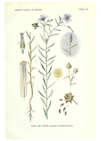 Reproducción/Reproduction 8071702017: Lehrbuch der Botanik;. LeipzigQuelle & Meyer1911