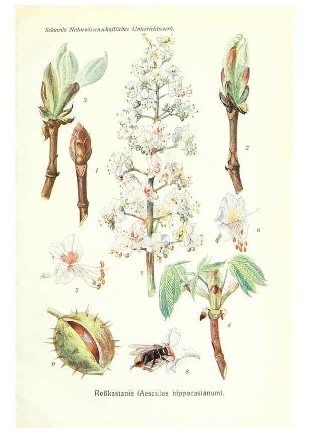 Reproducción/Reproduction 8071702769: Lehrbuch der Botanik;. LeipzigQuelle & Meyer1911