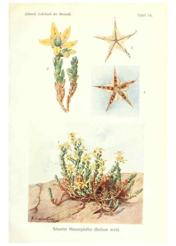 Reproducción/Reproduction 8071703665: Lehrbuch der Botanik;. LeipzigQuelle & Meyer1911