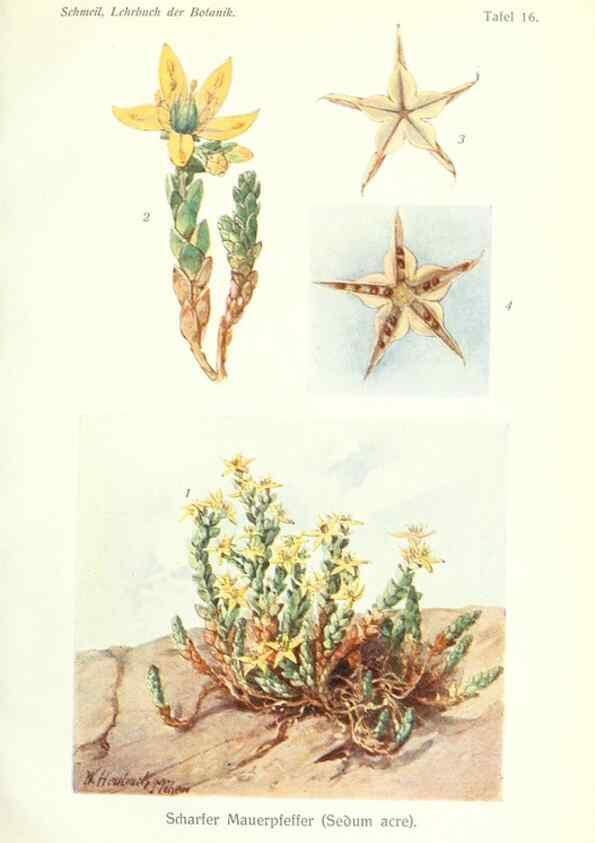 Reproducción/Reproduction 8071703665: Lehrbuch der Botanik;. LeipzigQuelle & Meyer1911