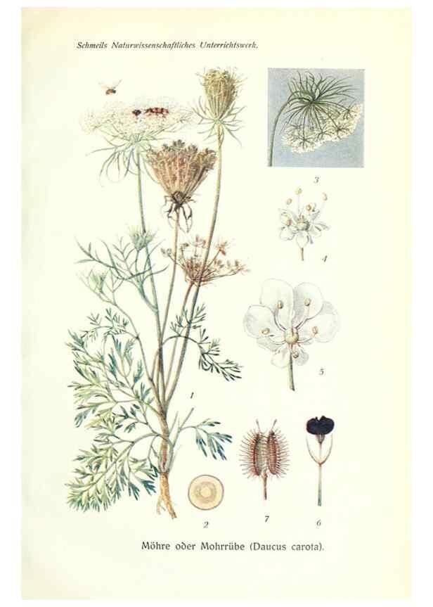 Reproducción/Reproduction 8071699210: Lehrbuch der Botanik;. LeipzigQuelle & Meyer1911