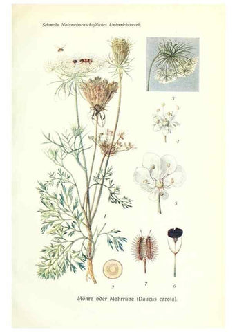 Reproducción/Reproduction 8071699210: Lehrbuch der Botanik;. LeipzigQuelle & Meyer1911