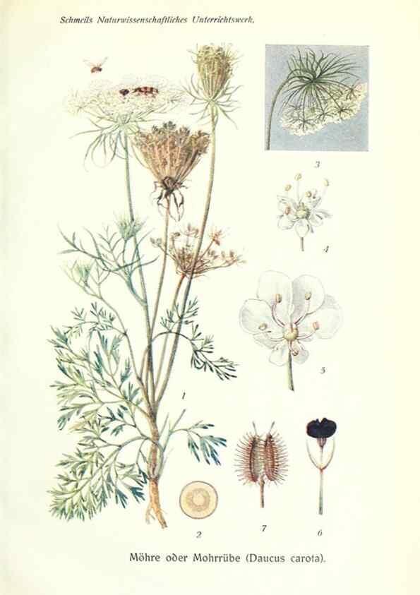 Reproducción/Reproduction 8071699210: Lehrbuch der Botanik;. LeipzigQuelle & Meyer1911