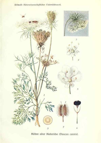 Reproducción/Reproduction 8071699210: Lehrbuch der Botanik;. LeipzigQuelle & Meyer1911