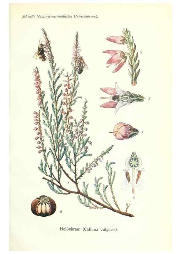 Reproducción/Reproduction 8071700140: Lehrbuch der Botanik;. LeipzigQuelle & Meyer1911