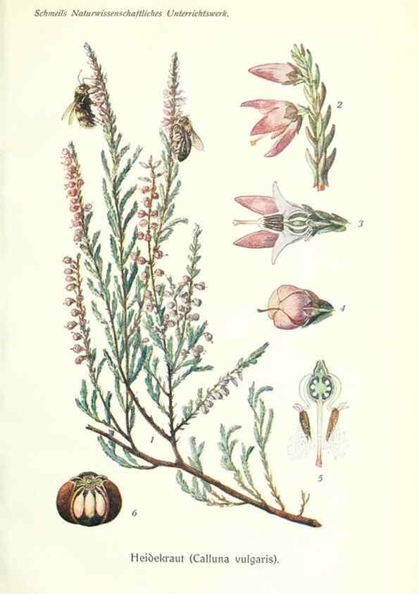 Reproducción/Reproduction 8071700140: Lehrbuch der Botanik;. LeipzigQuelle & Meyer1911