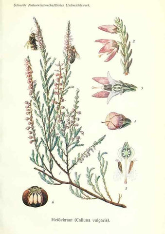 Reproducción/Reproduction 8071700140: Lehrbuch der Botanik;. LeipzigQuelle & Meyer1911