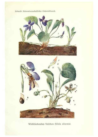 Reproducción/Reproduction 8071693814: Lehrbuch der Botanik;. LeipzigQuelle & Meyer1911