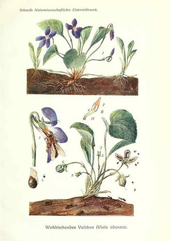 Reproducción/Reproduction 8071693814: Lehrbuch der Botanik;. LeipzigQuelle & Meyer1911