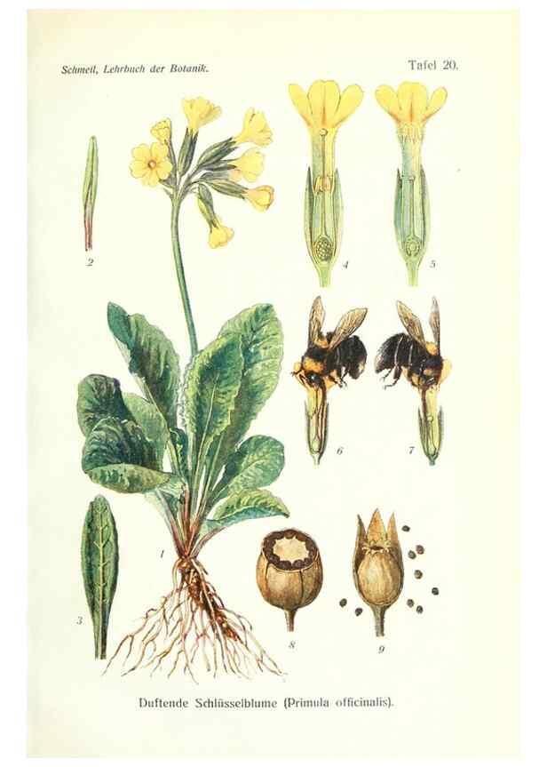 Reproducción/Reproduction 8071707107: Lehrbuch der Botanik;. LeipzigQuelle & Meyer1911