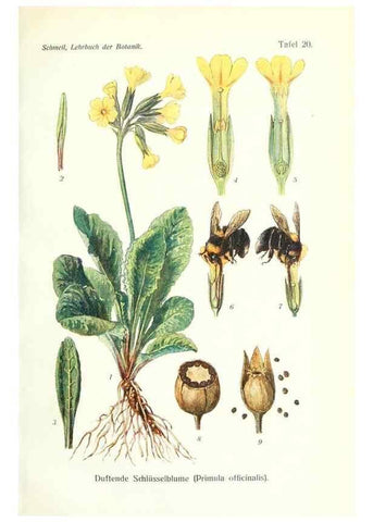 Reproducción/Reproduction 8071707107: Lehrbuch der Botanik;. LeipzigQuelle & Meyer1911