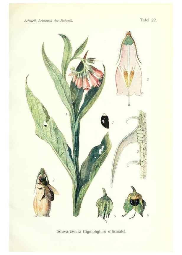 Reproducción/Reproduction 8071708839: Lehrbuch der Botanik;. LeipzigQuelle & Meyer1911