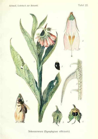 Reproducción/Reproduction 8071708839: Lehrbuch der Botanik;. LeipzigQuelle & Meyer1911