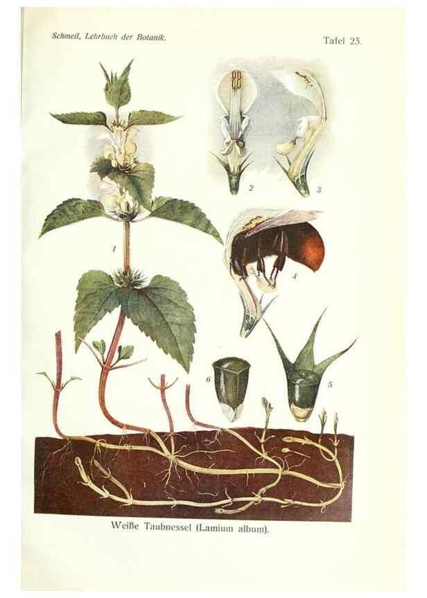 Reproducción/Reproduction 8071703580: Lehrbuch der Botanik;. LeipzigQuelle & Meyer1911
