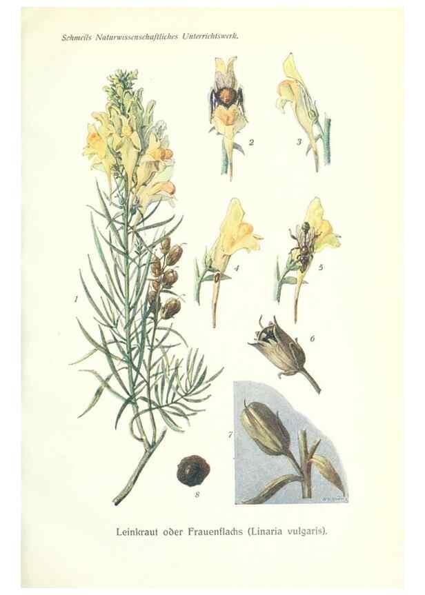 Reproducción/Reproduction 8071704480: Lehrbuch der Botanik;. LeipzigQuelle & Meyer1911