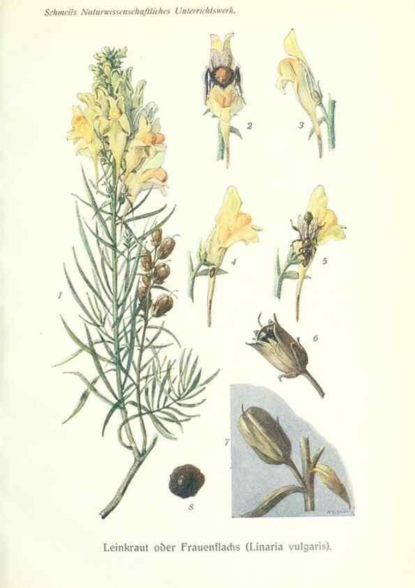 Reproducción/Reproduction 8071704480: Lehrbuch der Botanik;. LeipzigQuelle & Meyer1911